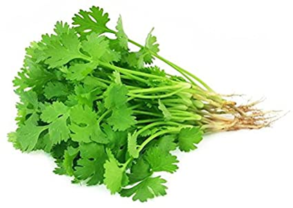 Cilantro